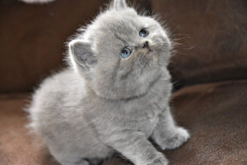 Kunterbunte kleine British Kurzhaar Kitten suchen neues zu Hause!!!