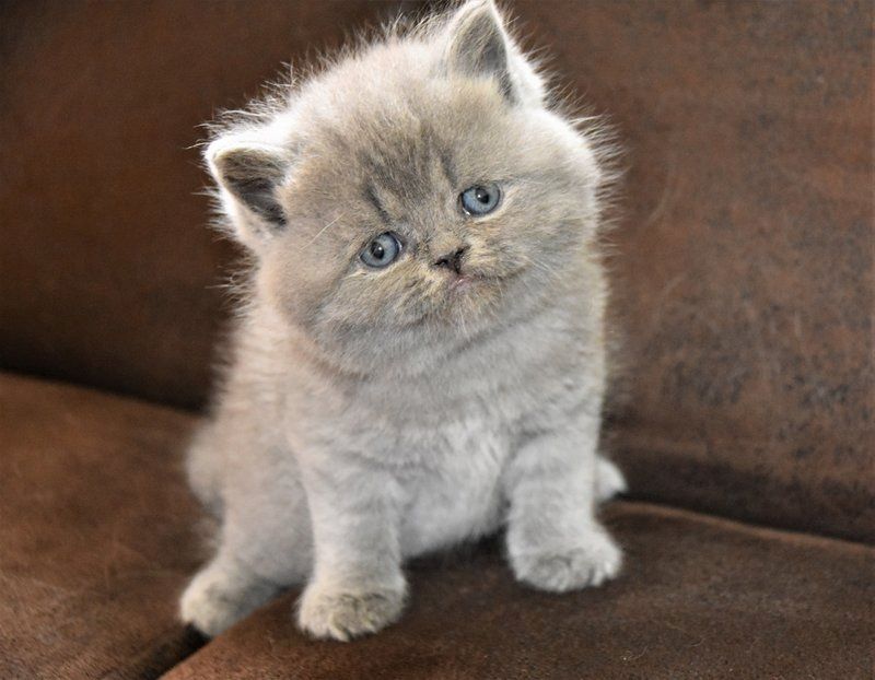 Kunterbunte kleine British Kurzhaar Kitten suchen neues zu Hause!!!