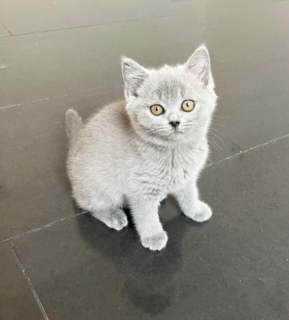 BKH Kitte Reinrassig Britisch Kurzhaar