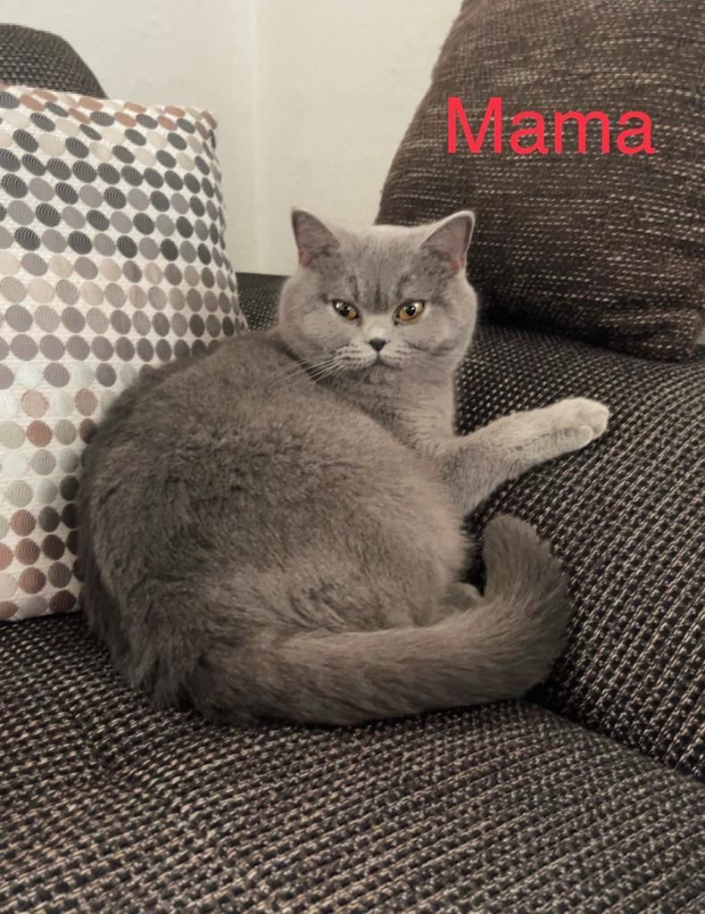 BKH Kitte Reinrassig Britisch Kurzhaar