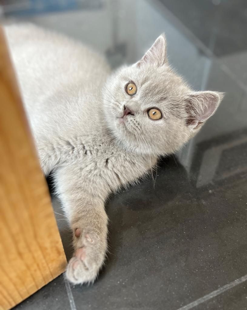 BKH Kitte Reinrassig Britisch Kurzhaar