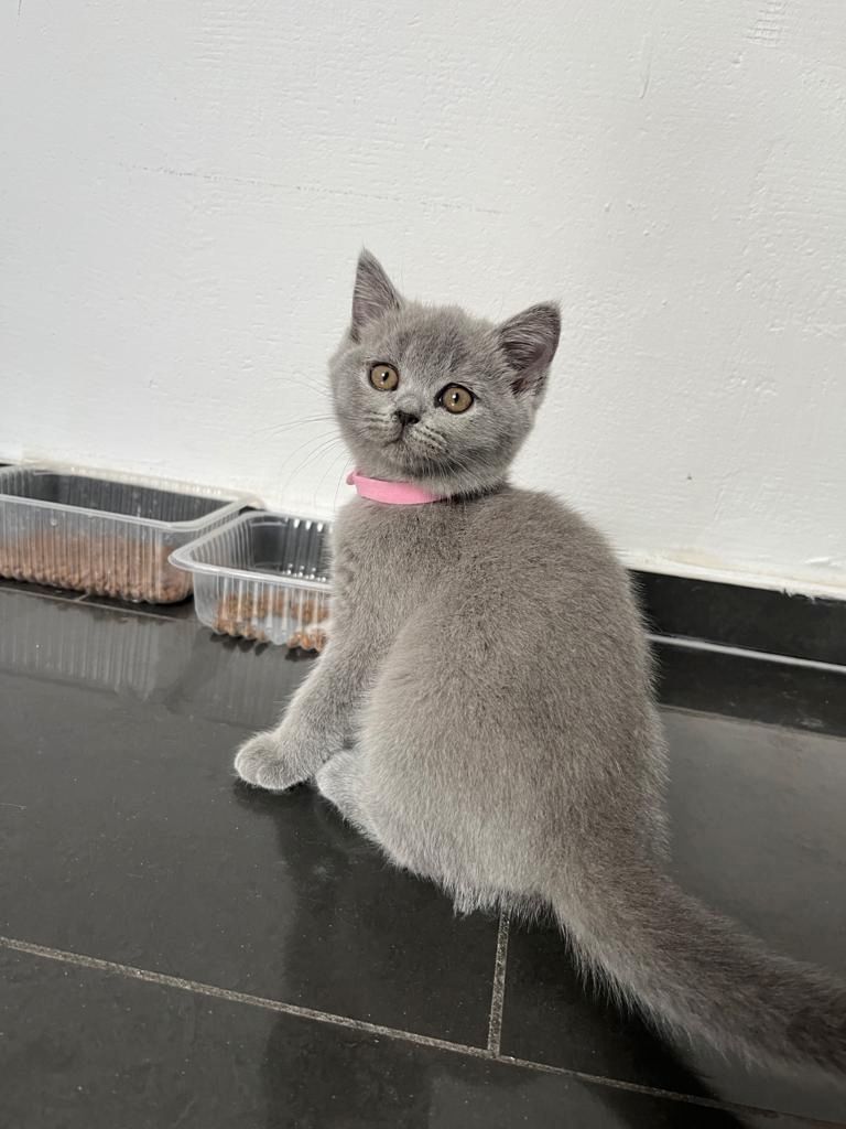 BKH Kitte Reinrassig Britisch Kurzhaar