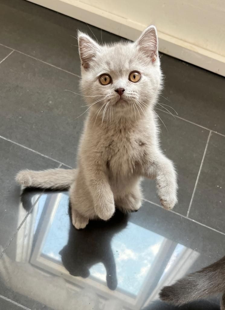 BKH Kitte Reinrassig Britisch Kurzhaar