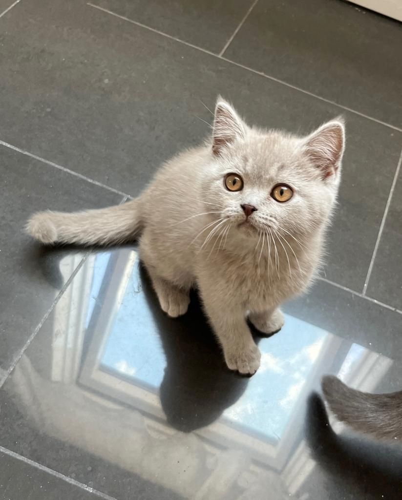 BKH Kitte Reinrassig Britisch Kurzhaar