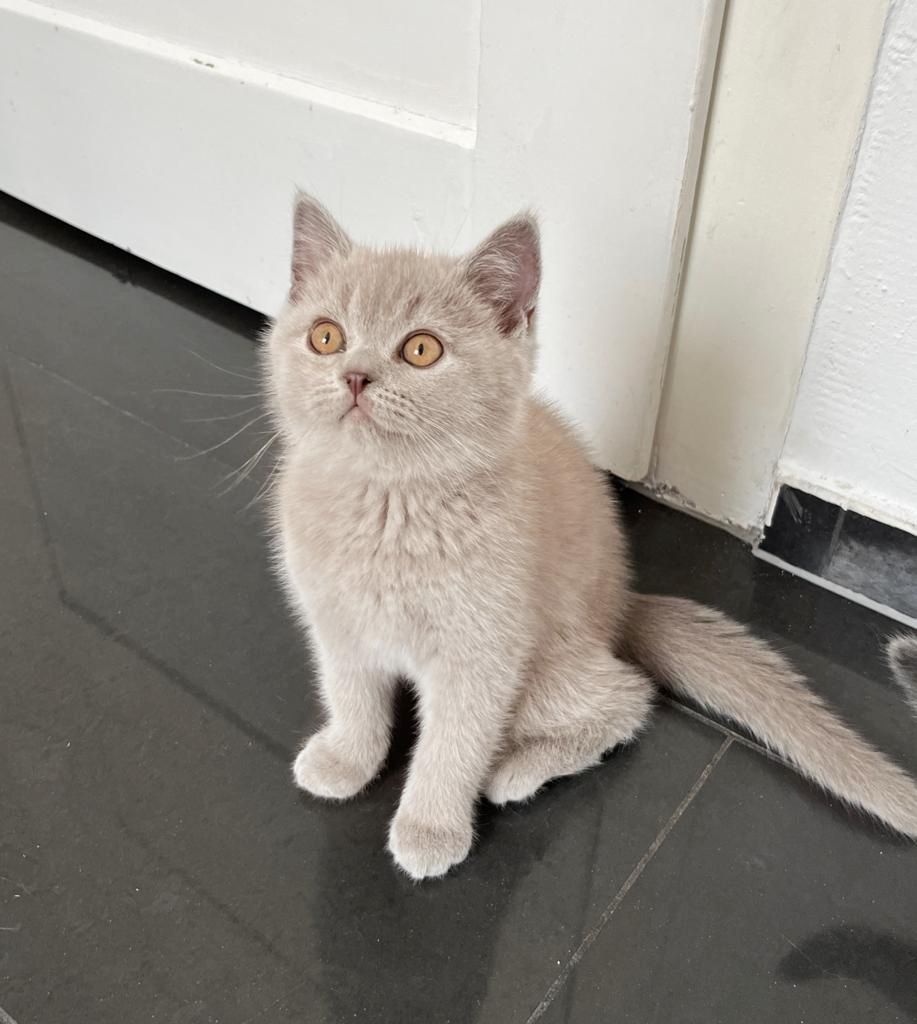 BKH Kitte Reinrassig Britisch Kurzhaar