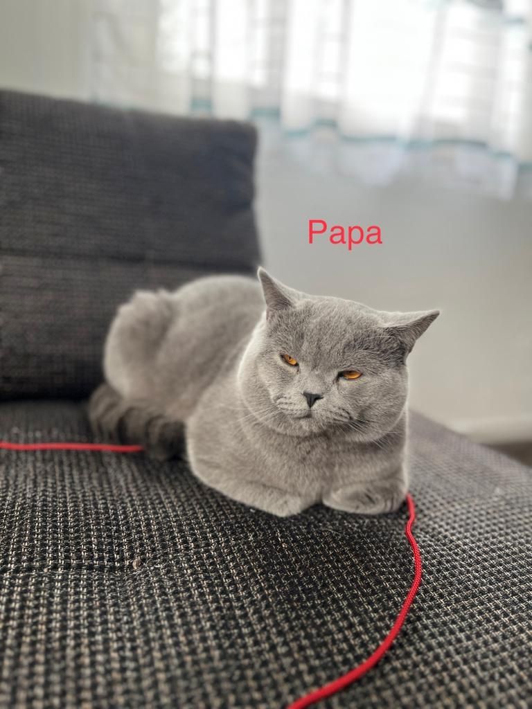 BKH Kitte Reinrassig Britisch Kurzhaar