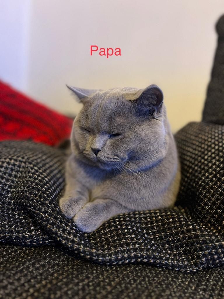 BKH Kitte Reinrassig Britisch Kurzhaar