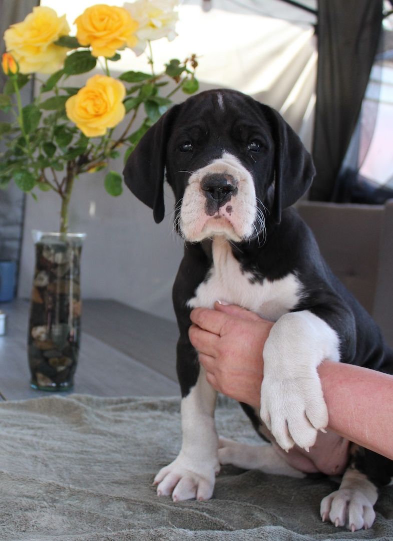 Deutsche Doggen Welpen