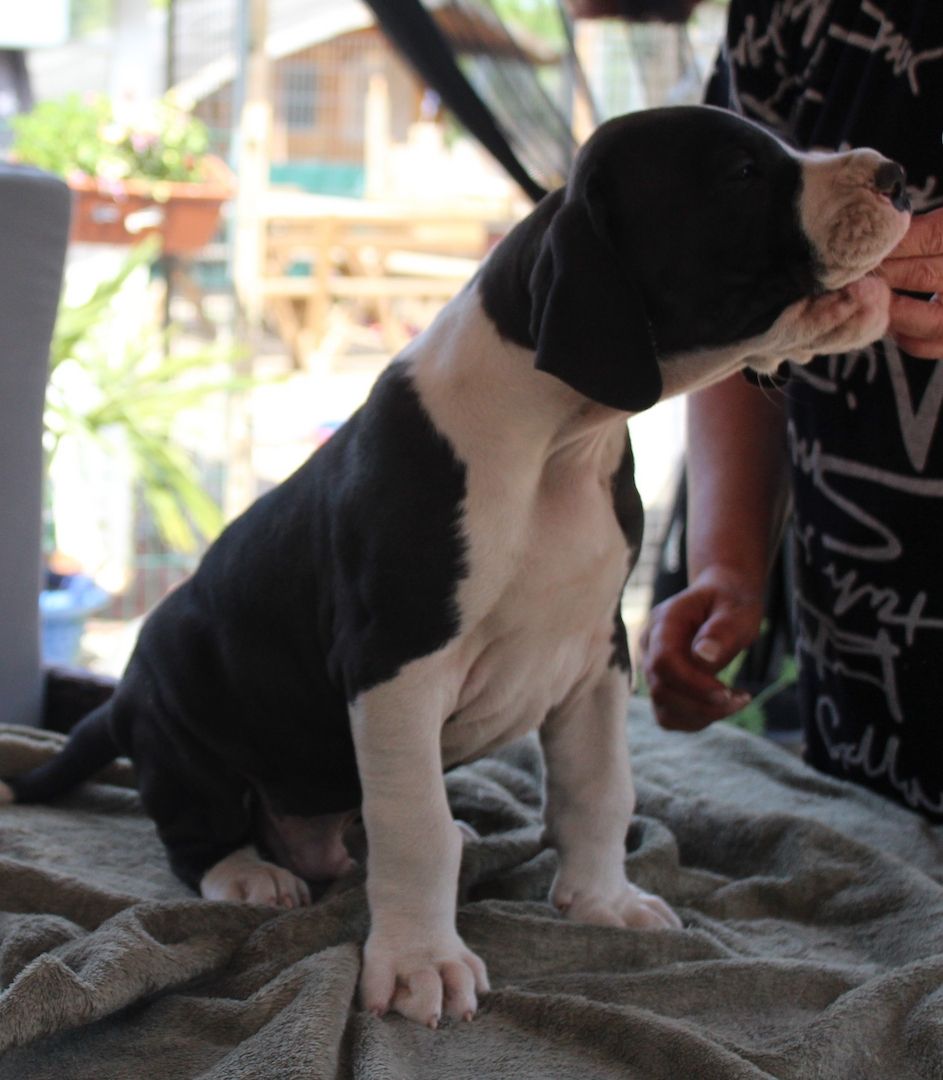 Deutsche Doggen Welpen