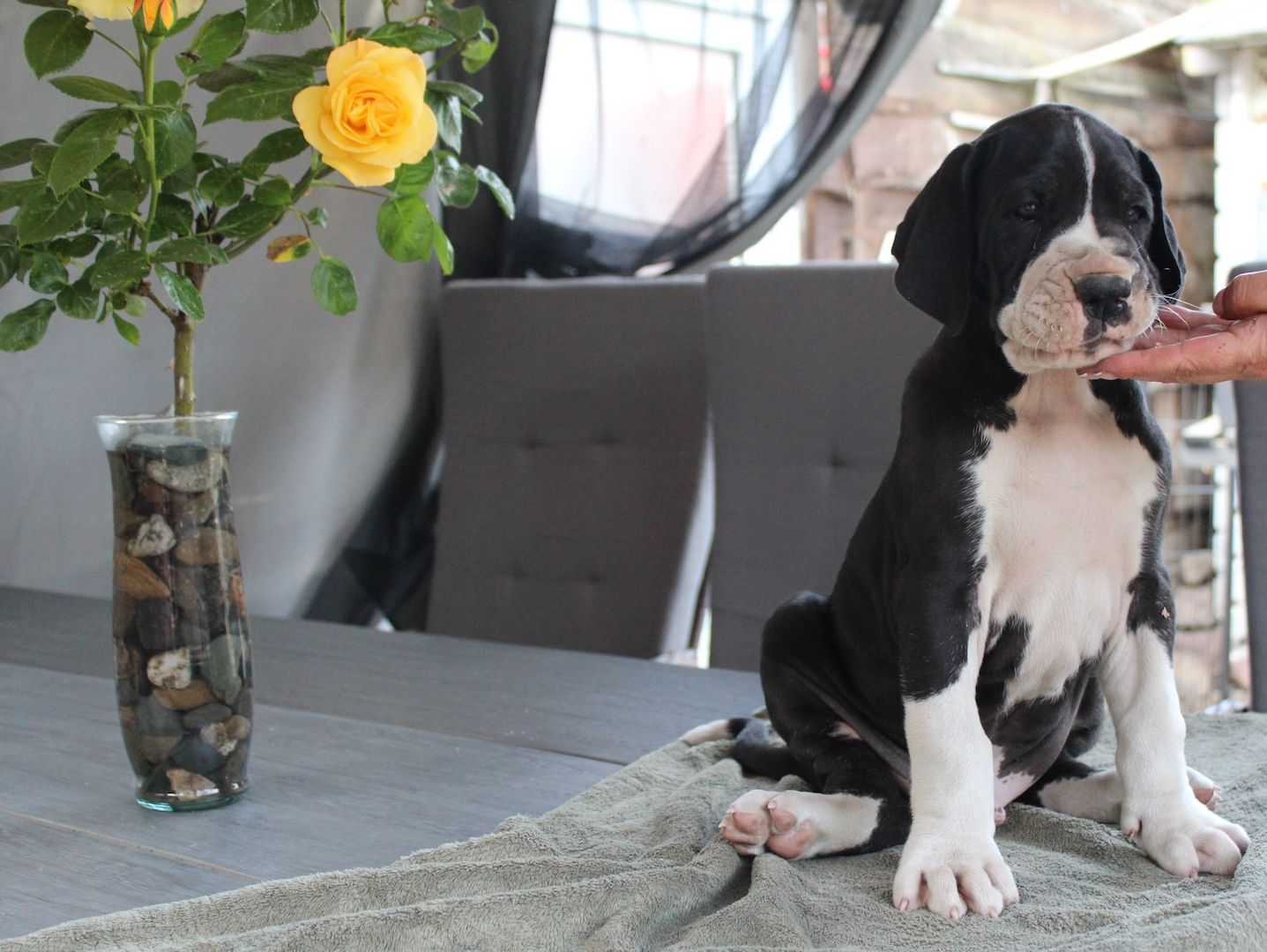 Deutsche Doggen Welpen