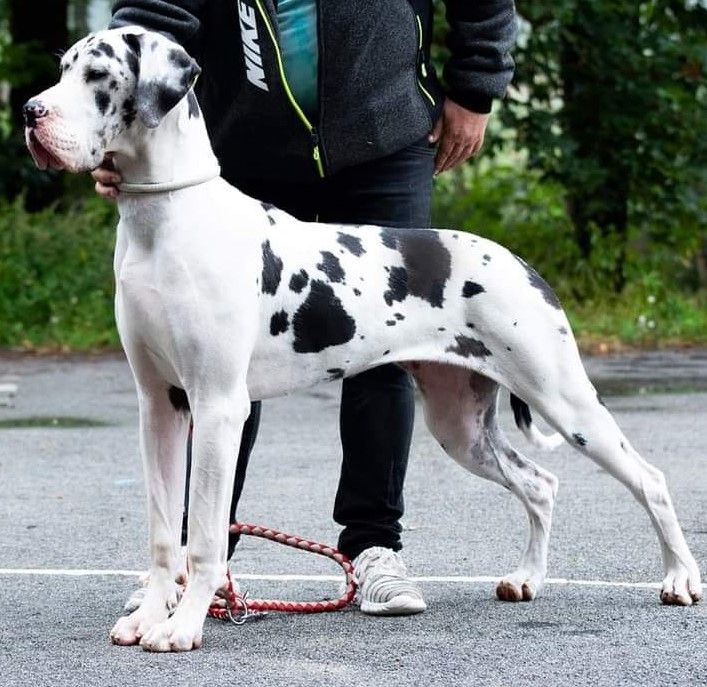 Deutsche Doggen Welpen