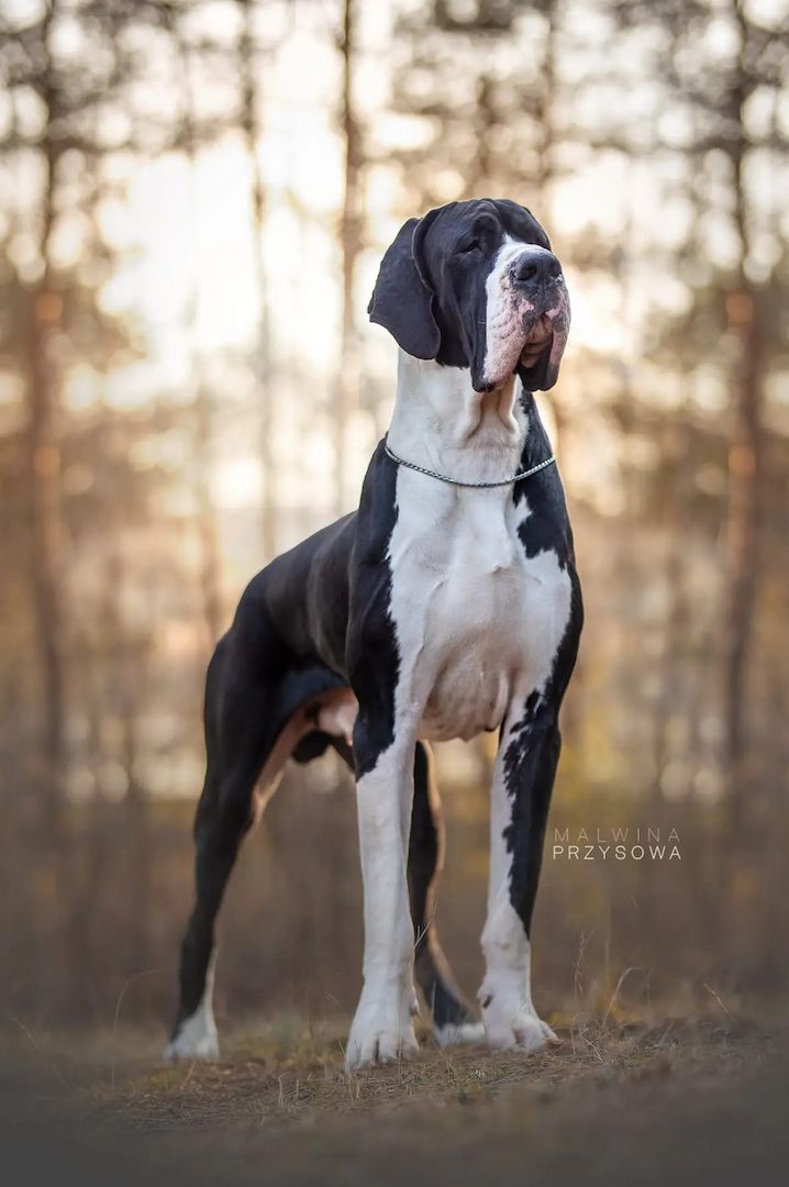 Deutsche Doggen Welpen