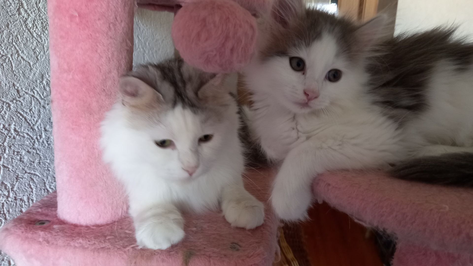 Norwegische Waldkatze