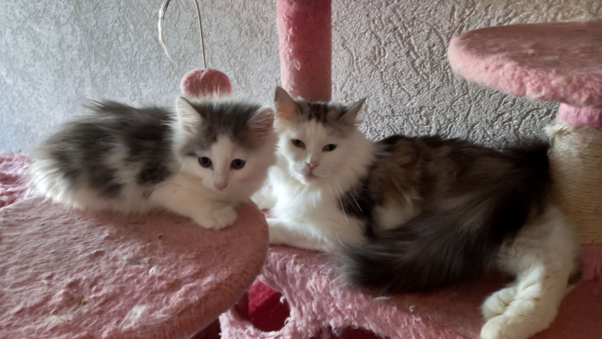 Norwegische Waldkatze