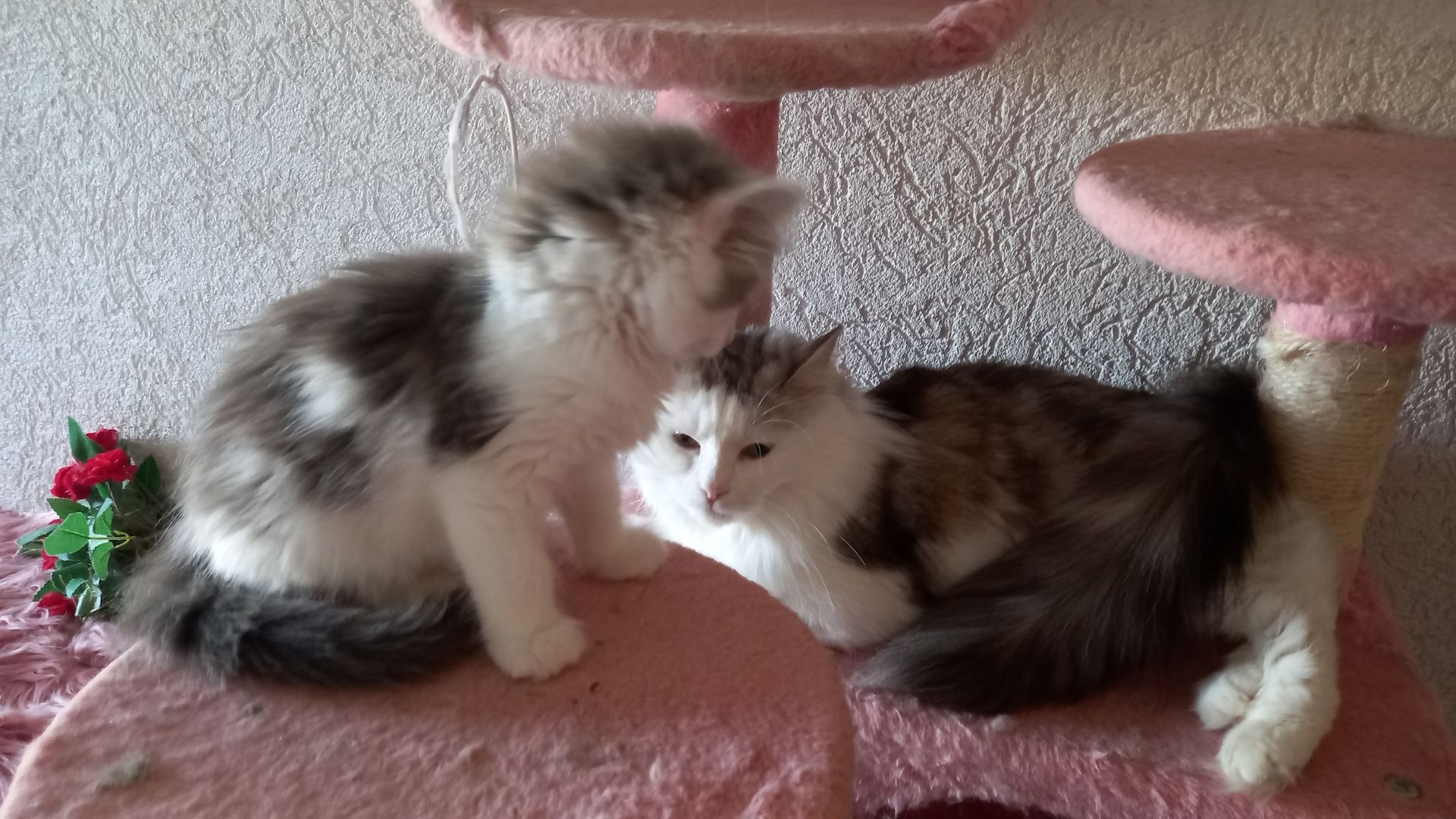 Norwegische Waldkatze