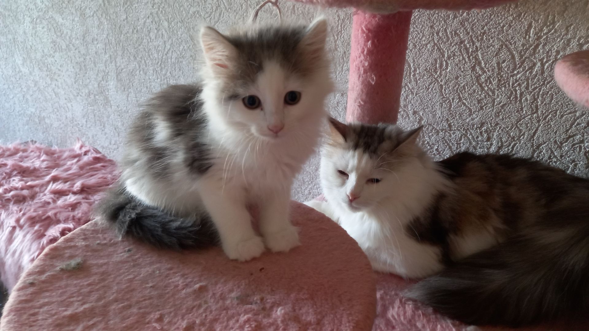 Norwegische Waldkatze