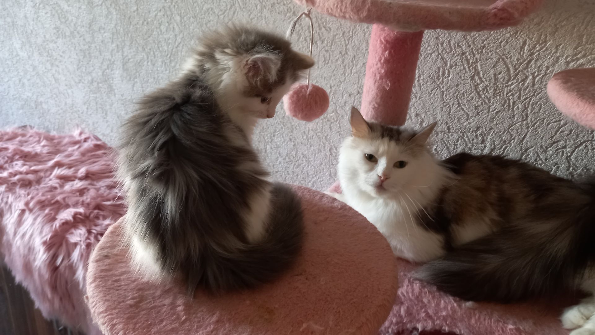 Norwegische Waldkatze