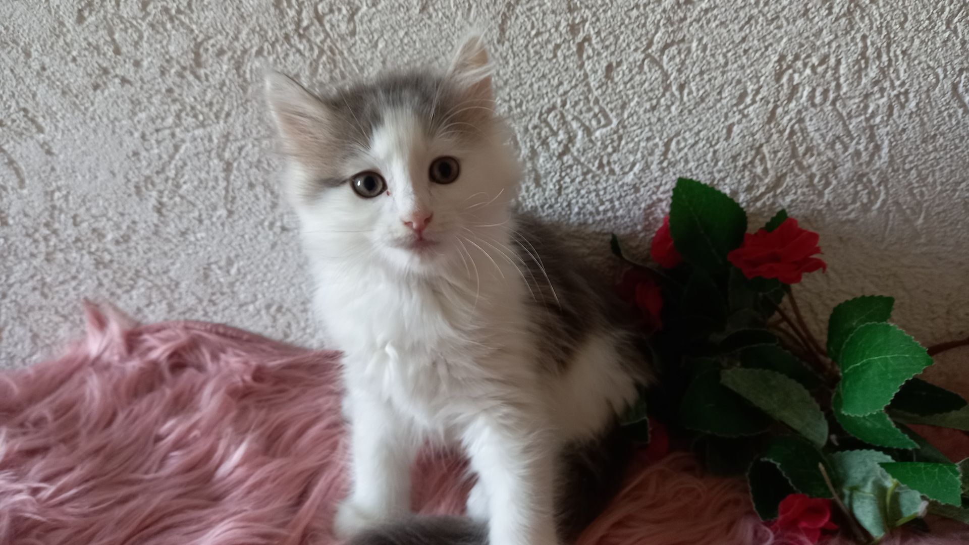 Norwegische Waldkatze