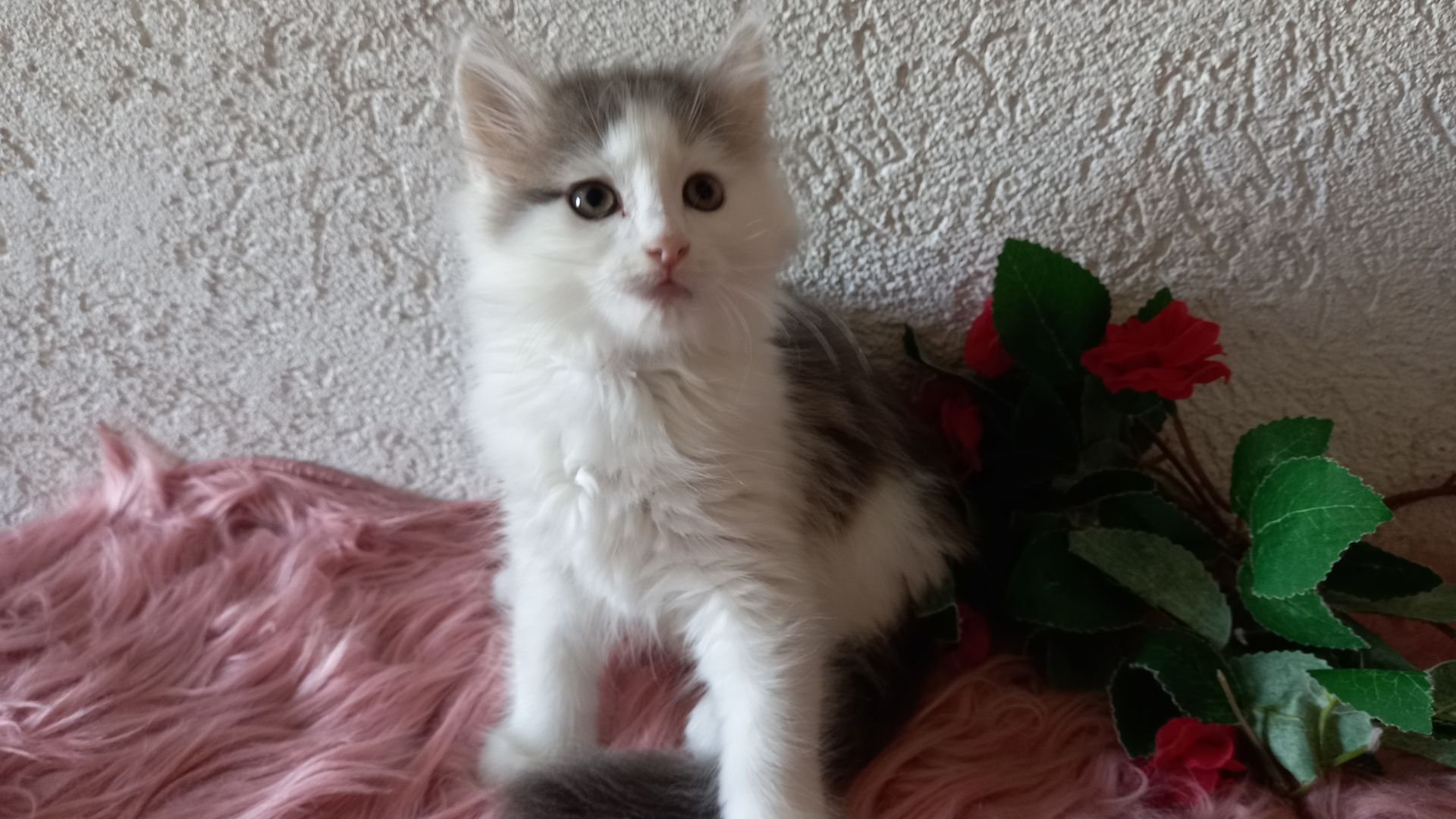 Norwegische Waldkatze