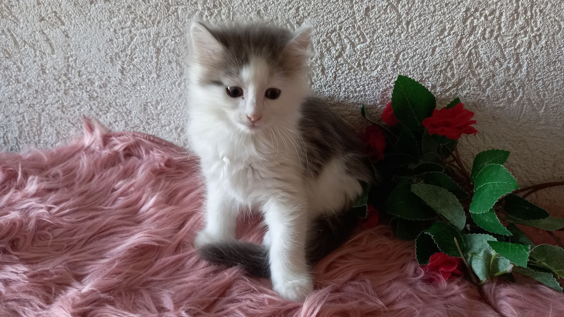 Norwegische Waldkatze