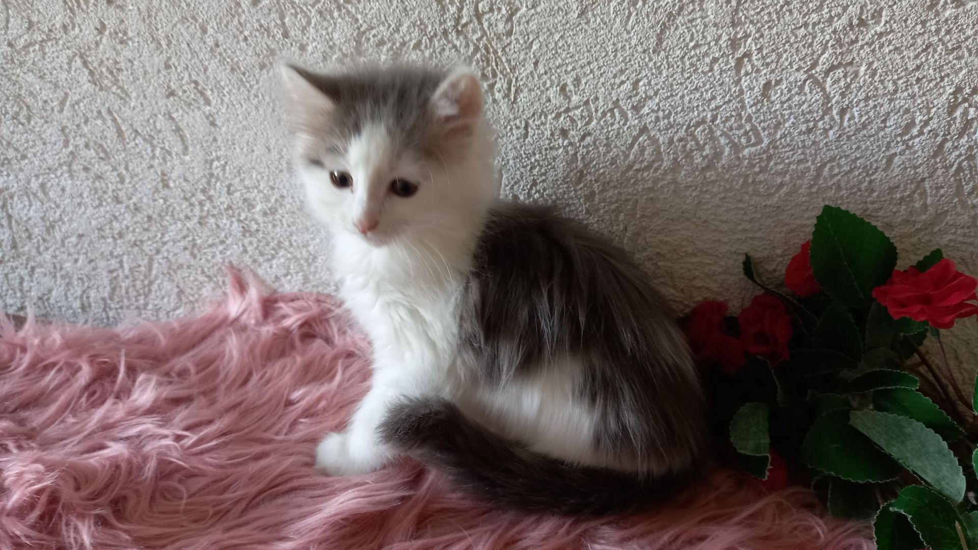 Norwegische Waldkatze