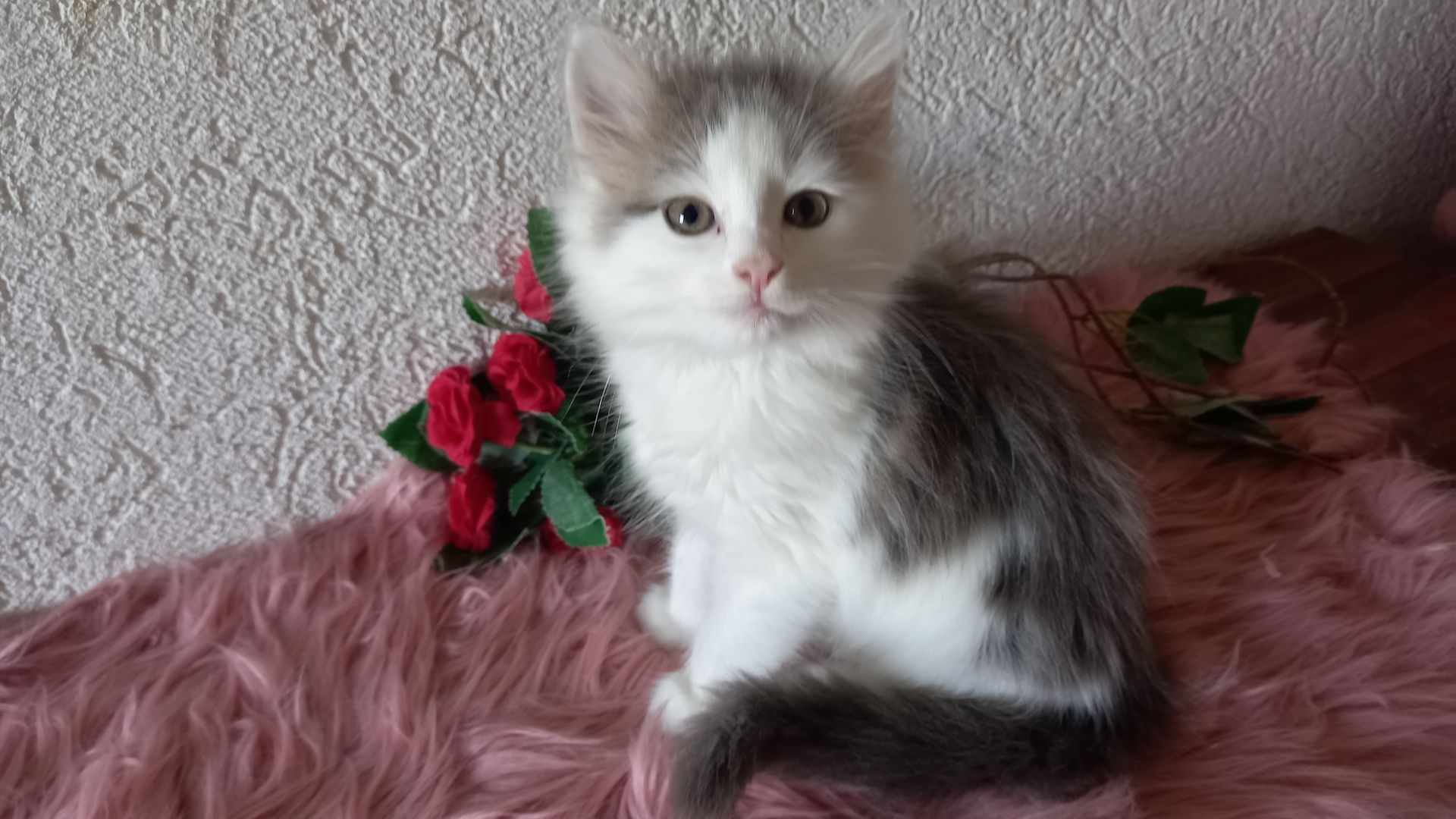 Norwegische Waldkatze