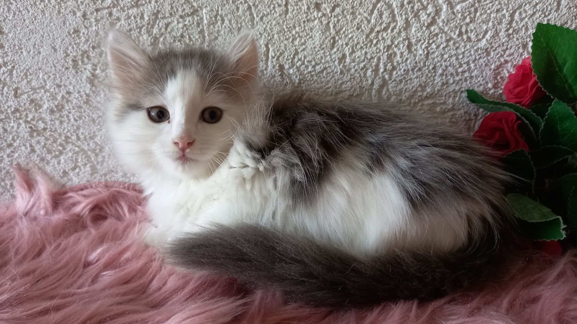 Norwegische Waldkatze