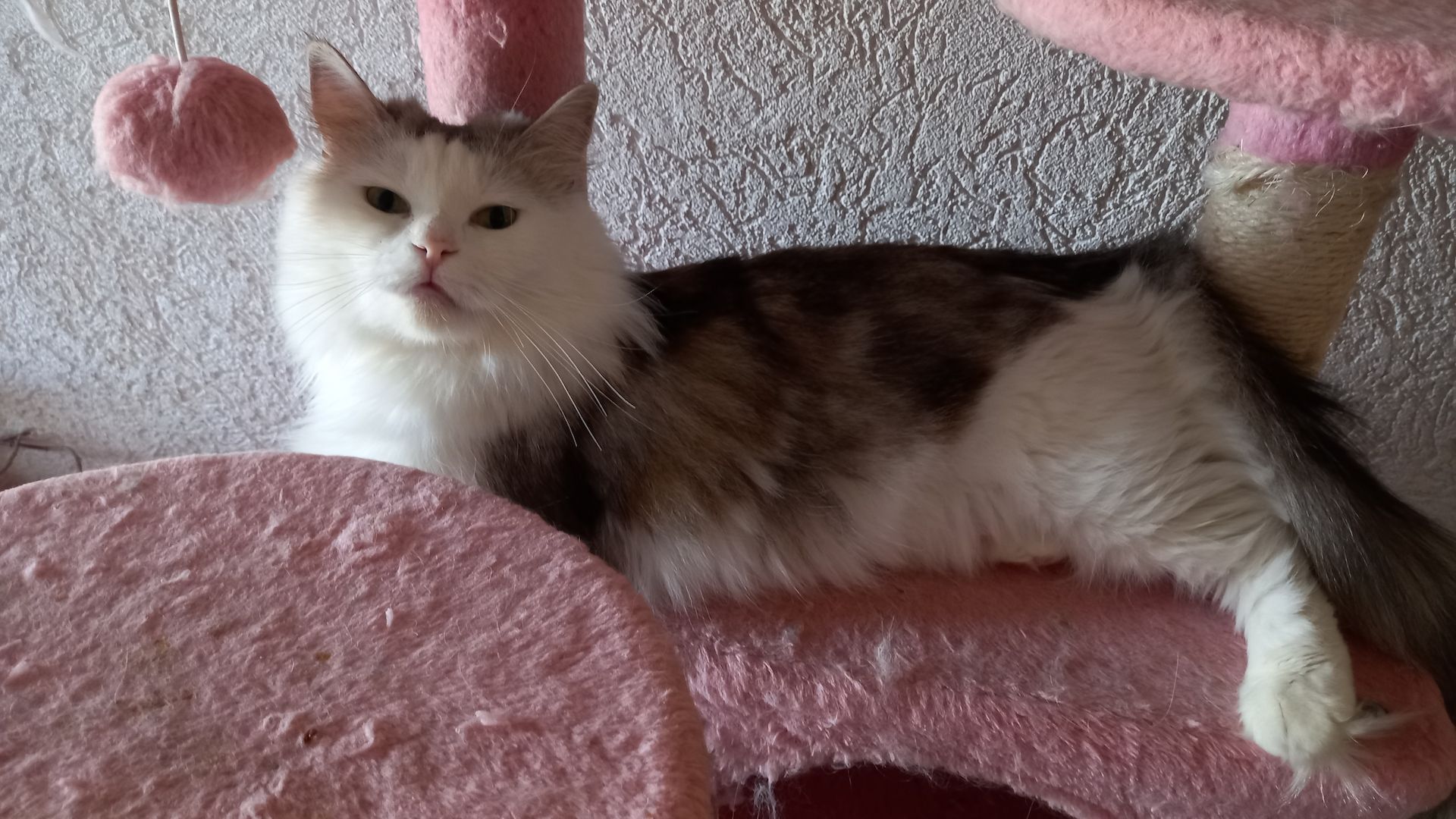 Norwegische Waldkatze