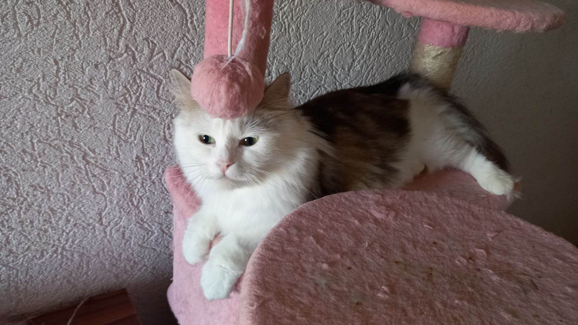 Norwegische Waldkatze