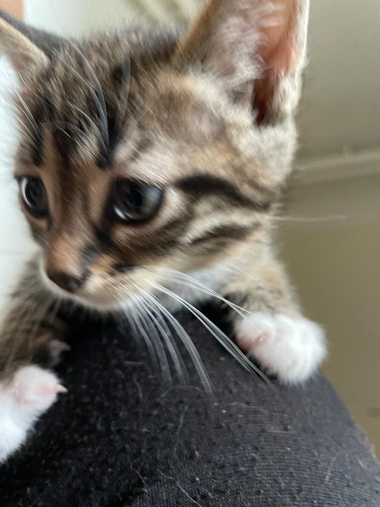 Katzenbabys suchen eine Familie