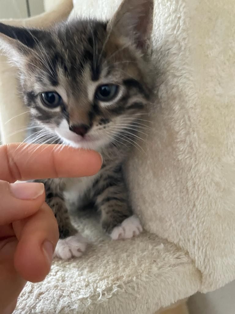 Katzenbabys suchen eine Familie