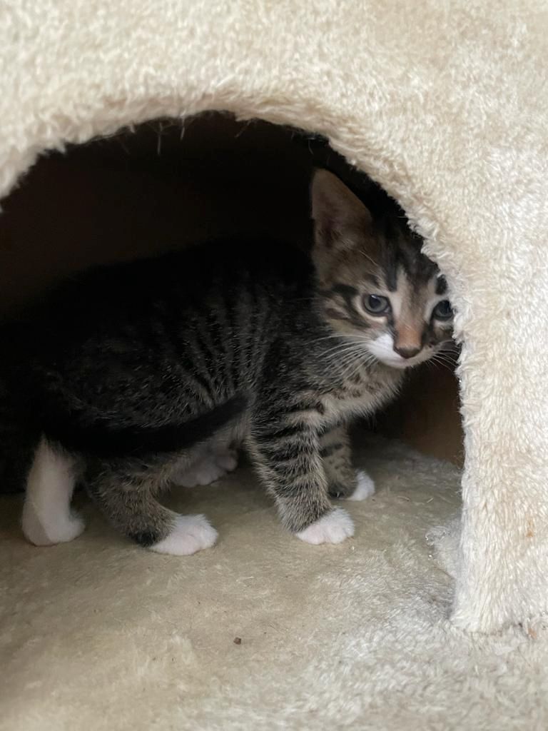 Katzenbabys suchen eine Familie