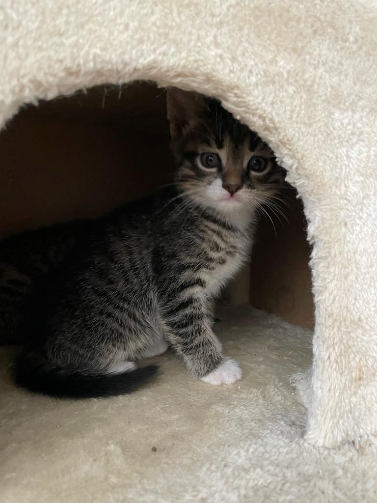 Katzenbabys suchen eine Familie