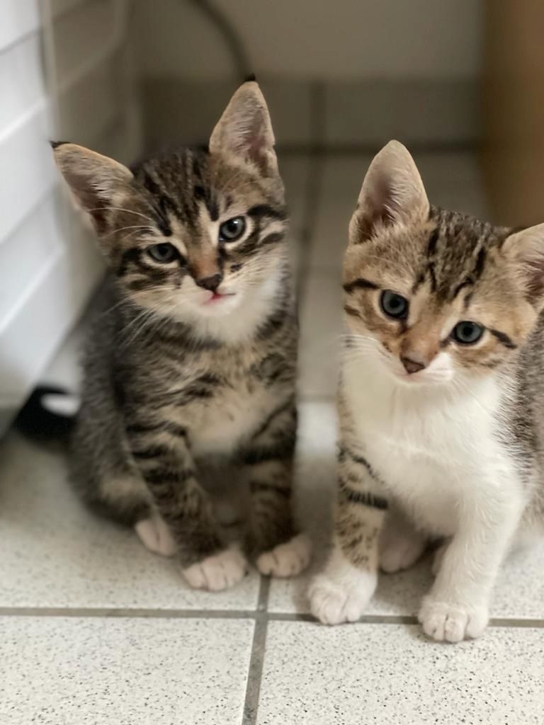 Katzenbabys suchen eine Familie