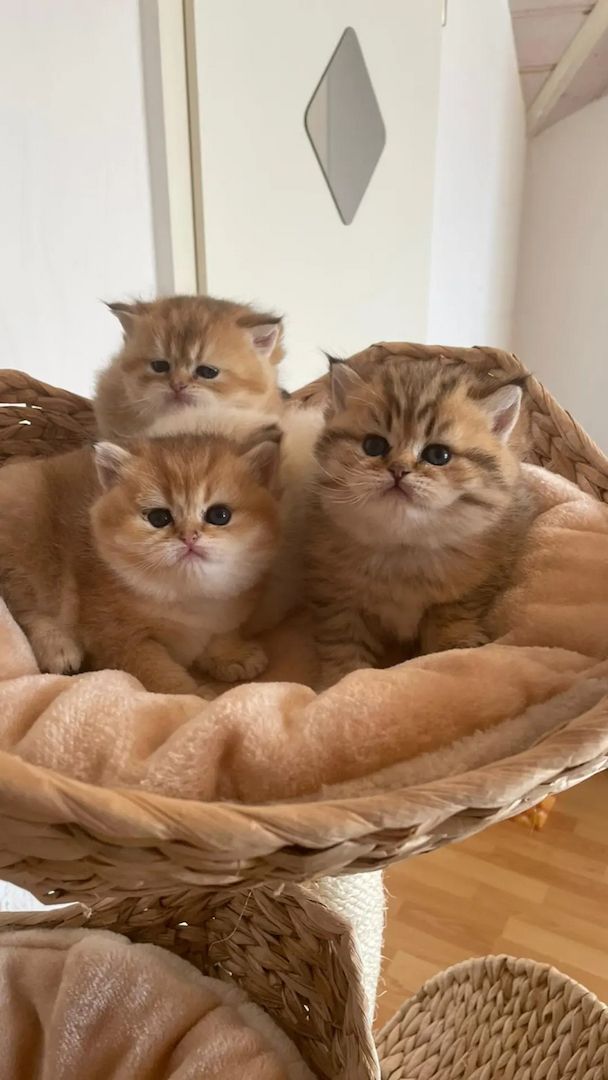 Bkh Kitten mit Stammbaum