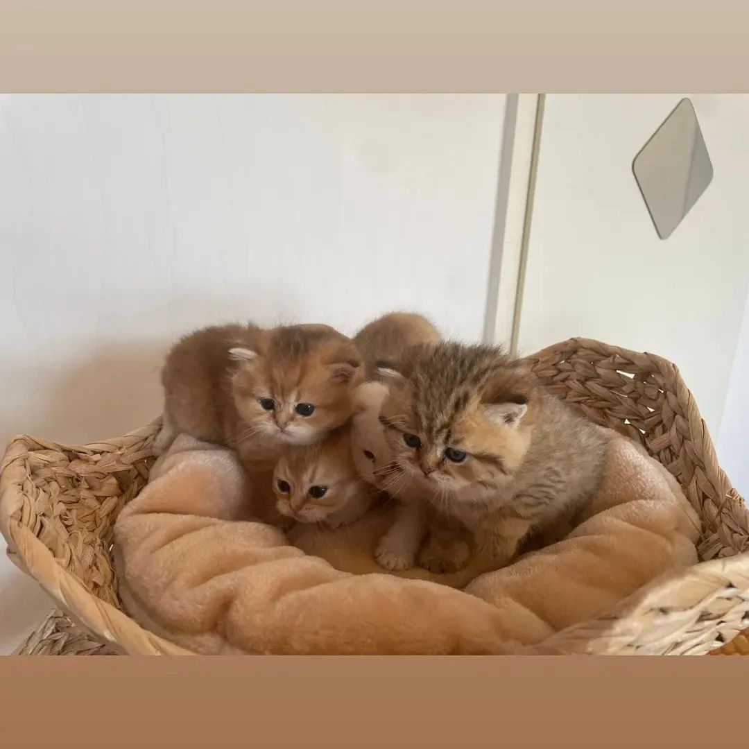 Bkh Kitten mit Stammbaum