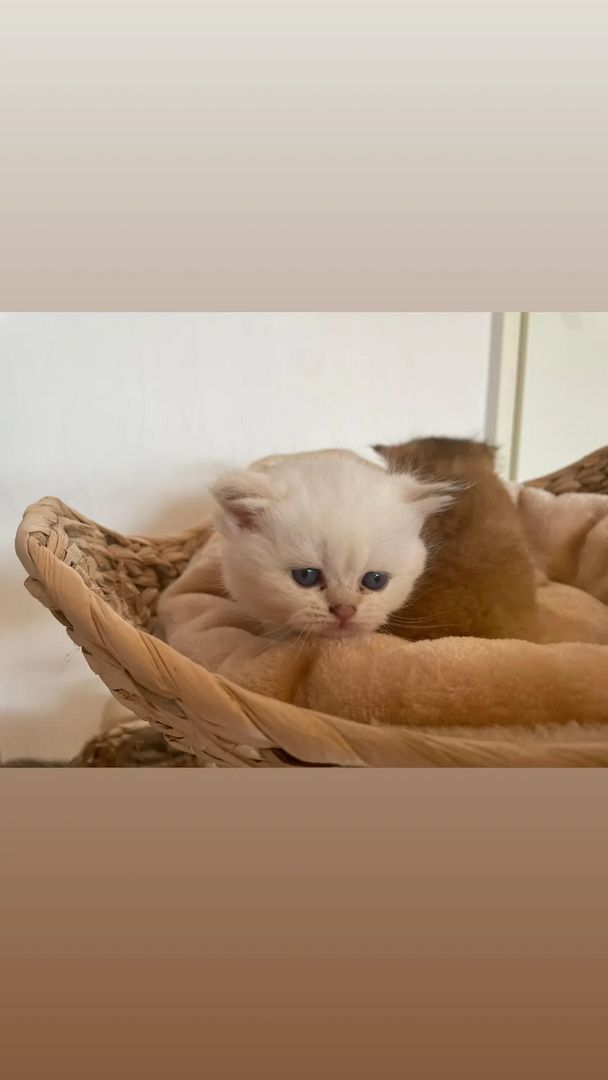 Bkh Kitten mit Stammbaum