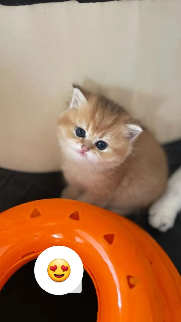 Bkh Kitten mit Stammbaum