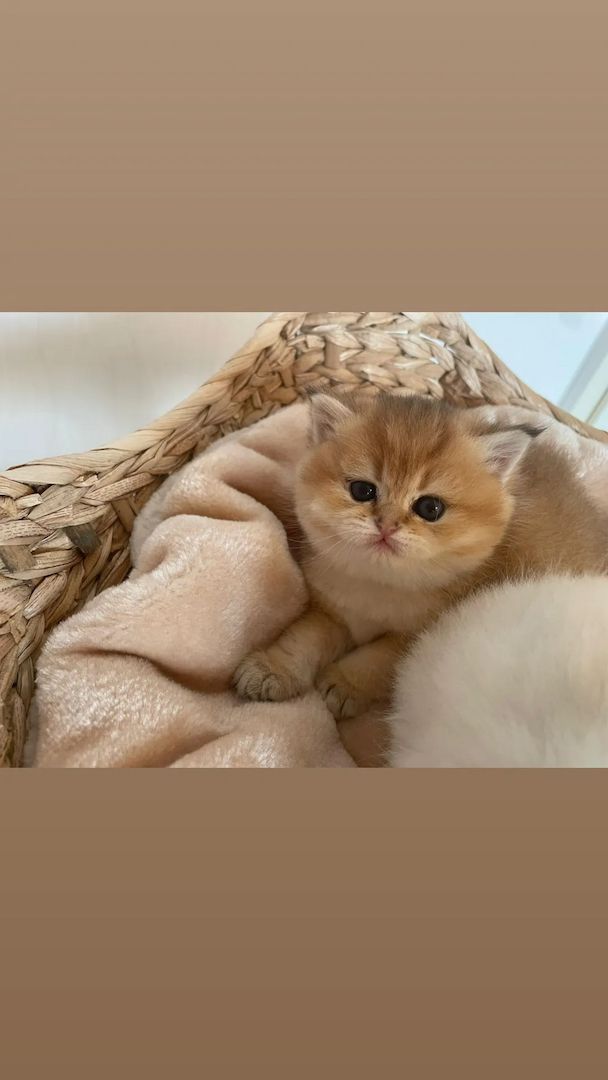 Bkh Kitten mit Stammbaum