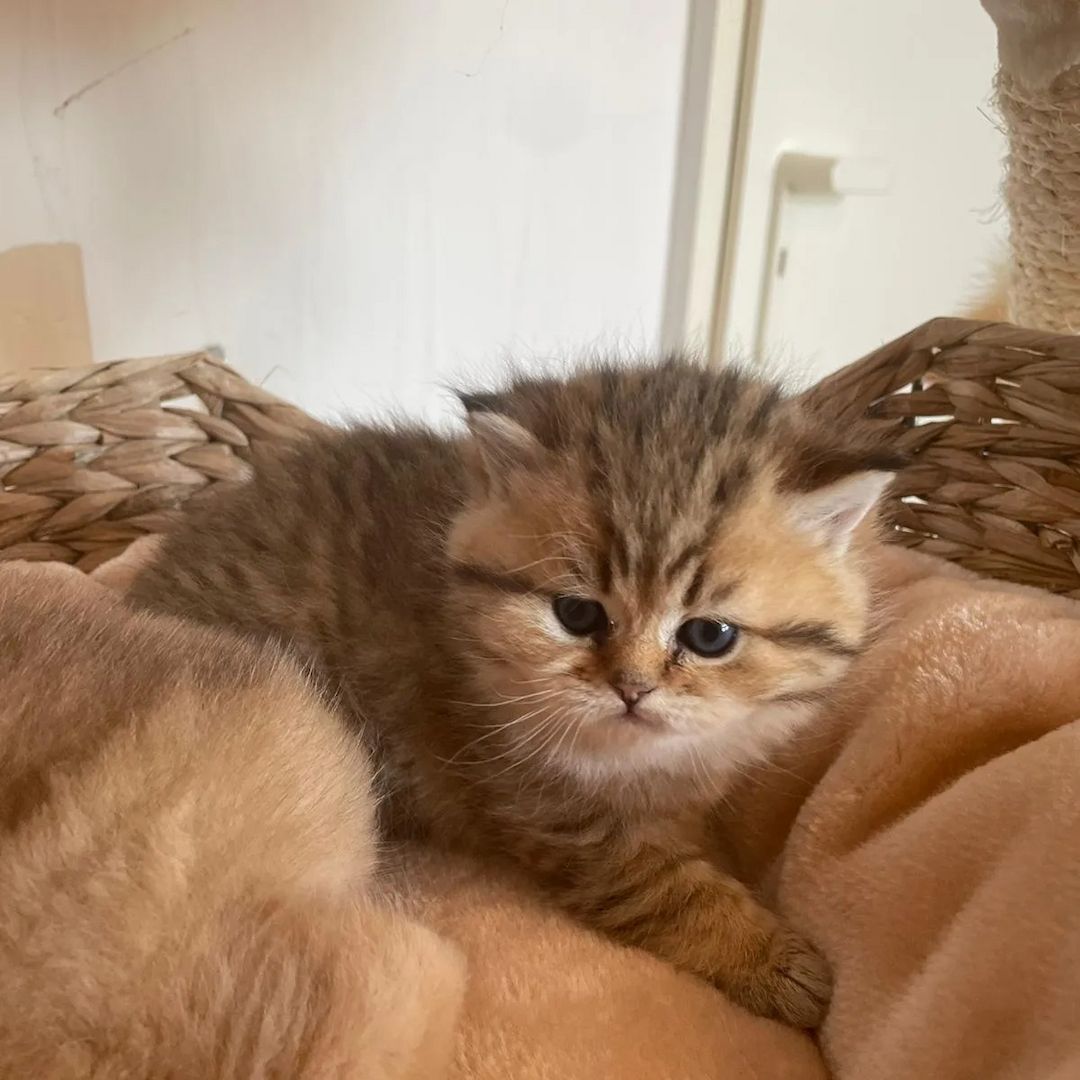 Bkh Kitten mit Stammbaum