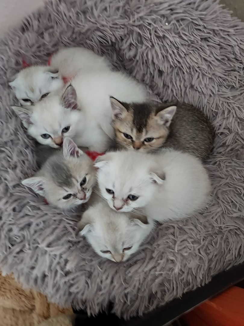 BKH Kitten abzugeben