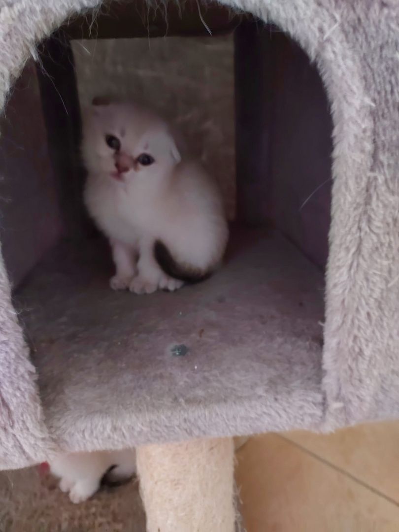 BKH Kitten abzugeben