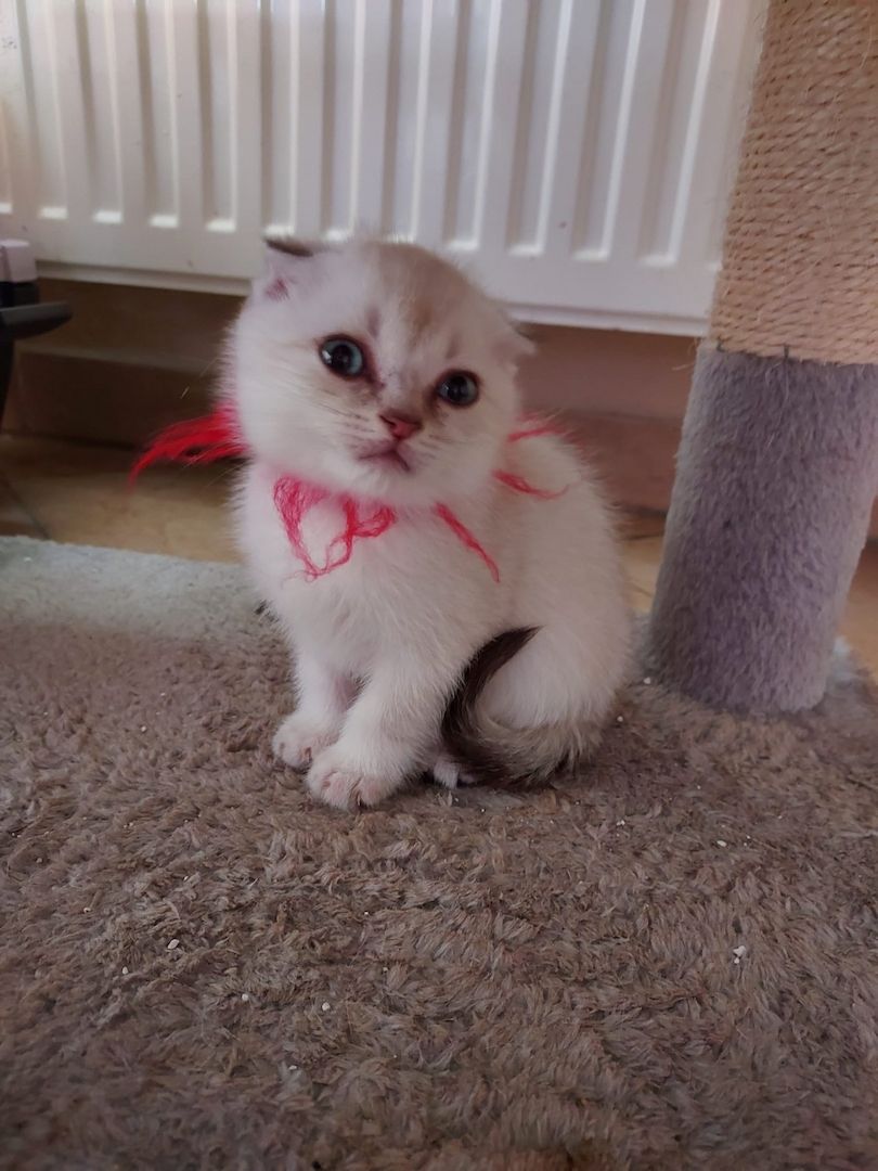 BKH Kitten abzugeben