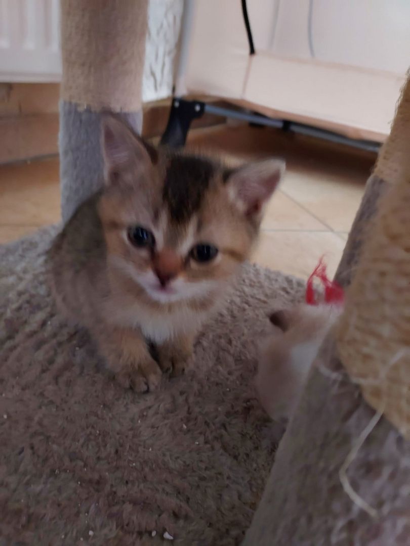 BKH Kitten abzugeben