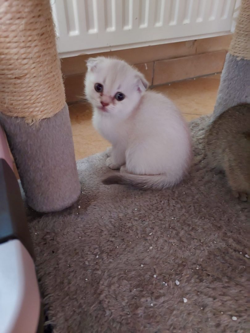 BKH Kitten abzugeben