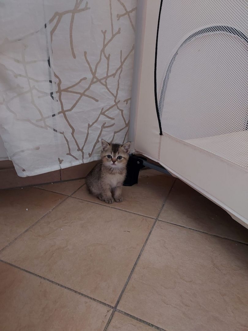 BKH Kitten abzugeben