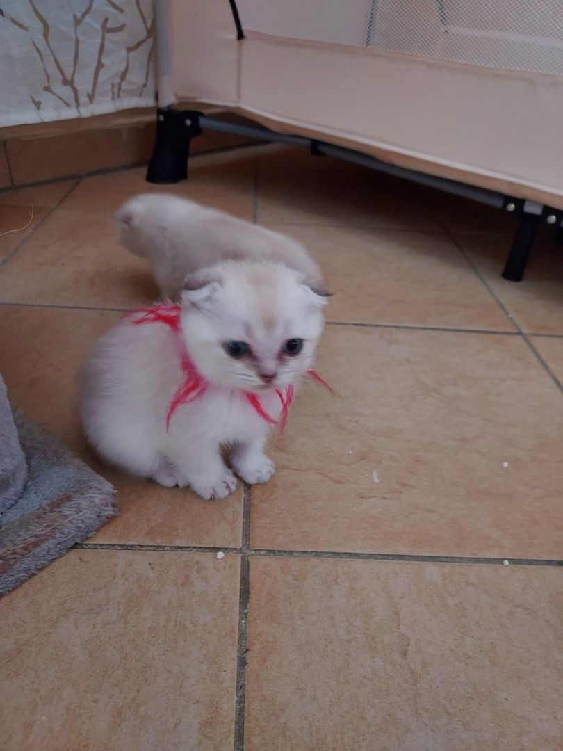 BKH Kitten abzugeben