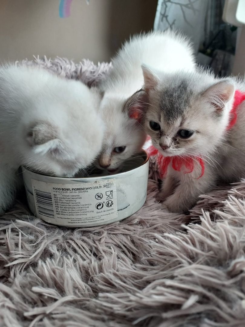 BKH Kitten abzugeben