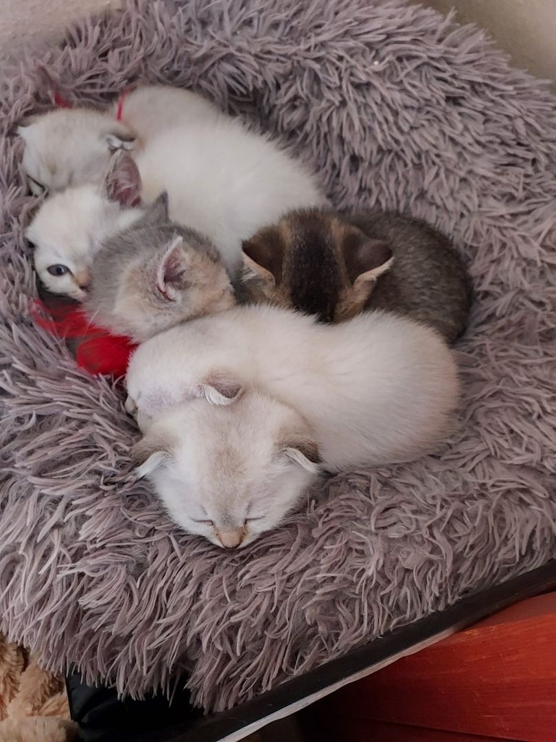 BKH Kitten abzugeben