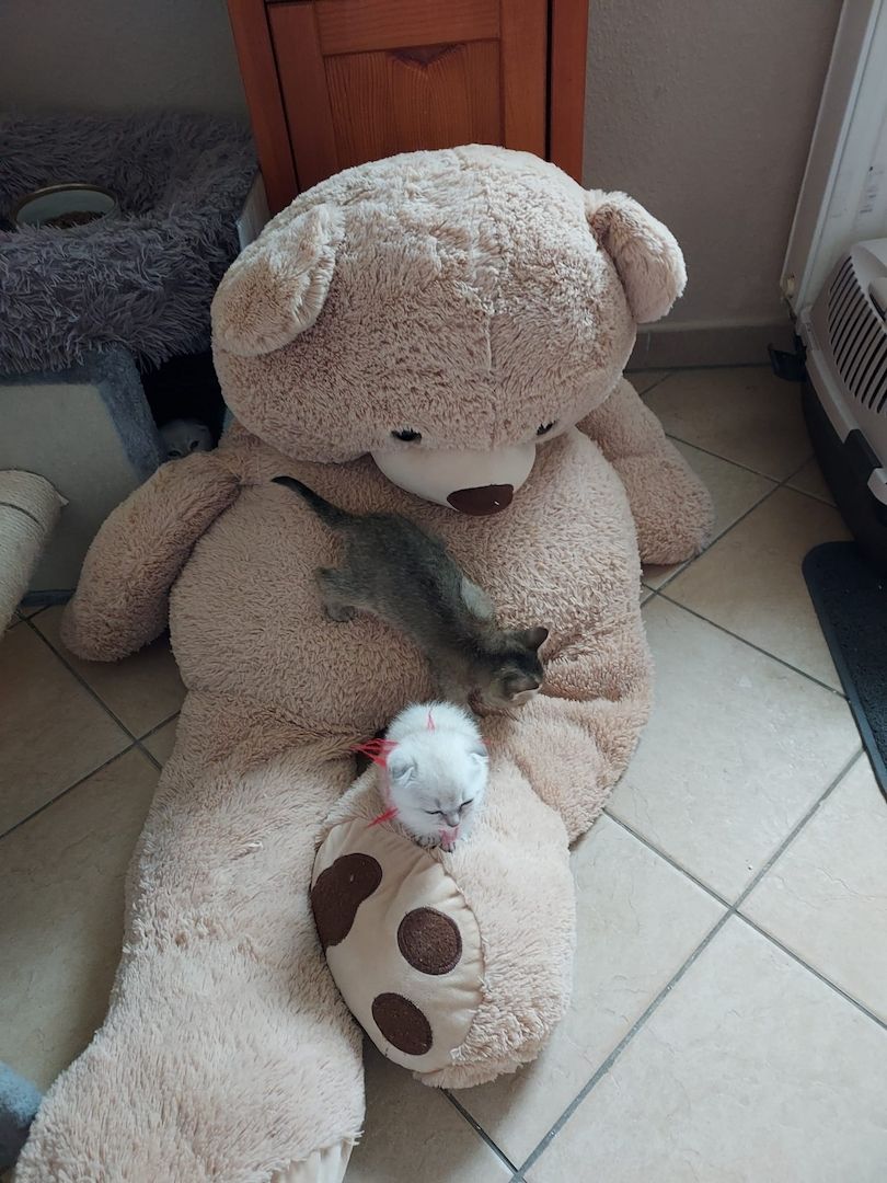 BKH Kitten abzugeben